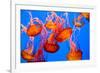 Spectacular Jellyfish-bierchen-Framed Photographic Print