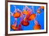 Spectacular Jellyfish-bierchen-Framed Photographic Print