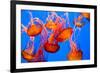 Spectacular Jellyfish-bierchen-Framed Photographic Print