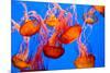 Spectacular Jellyfish-bierchen-Mounted Photographic Print