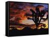 Spectacular Sunrise at Joshua Tree National Park, California, USA-Chuck Haney-Framed Stretched Canvas