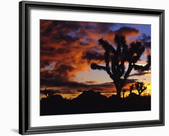 Spectacular Sunrise at Joshua Tree National Park, California, USA-Chuck Haney-Framed Photographic Print