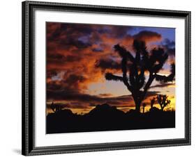 Spectacular Sunrise at Joshua Tree National Park, California, USA-Chuck Haney-Framed Photographic Print