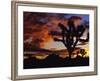 Spectacular Sunrise at Joshua Tree National Park, California, USA-Chuck Haney-Framed Photographic Print