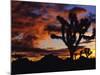 Spectacular Sunrise at Joshua Tree National Park, California, USA-Chuck Haney-Mounted Photographic Print