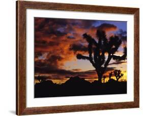 Spectacular Sunrise at Joshua Tree National Park, California, USA-Chuck Haney-Framed Photographic Print