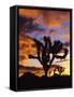 Spectacular Sunrise at Joshua Tree National Park, California, USA-Chuck Haney-Framed Stretched Canvas