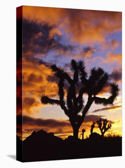 Spectacular Sunrise at Joshua Tree National Park, California, USA-Chuck Haney-Stretched Canvas
