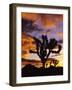 Spectacular Sunrise at Joshua Tree National Park, California, USA-Chuck Haney-Framed Photographic Print