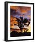 Spectacular Sunrise at Joshua Tree National Park, California, USA-Chuck Haney-Framed Photographic Print