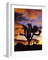 Spectacular Sunrise at Joshua Tree National Park, California, USA-Chuck Haney-Framed Photographic Print