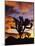 Spectacular Sunrise at Joshua Tree National Park, California, USA-Chuck Haney-Mounted Photographic Print