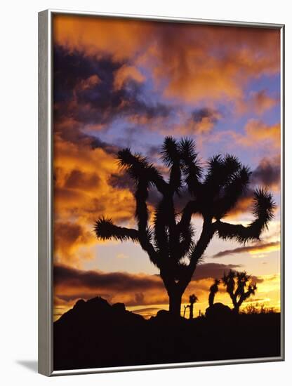 Spectacular Sunrise at Joshua Tree National Park, California, USA-Chuck Haney-Framed Photographic Print