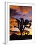 Spectacular Sunrise at Joshua Tree National Park, California, USA-Chuck Haney-Framed Photographic Print