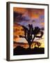 Spectacular Sunrise at Joshua Tree National Park, California, USA-Chuck Haney-Framed Photographic Print