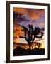 Spectacular Sunrise at Joshua Tree National Park, California, USA-Chuck Haney-Framed Photographic Print