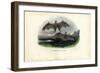 Spectral Bat, 1863-79-Raimundo Petraroja-Framed Giclee Print