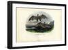 Spectral Bat, 1863-79-Raimundo Petraroja-Framed Giclee Print