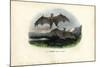 Spectral Bat, 1863-79-Raimundo Petraroja-Mounted Giclee Print
