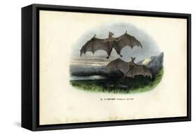 Spectral Bat, 1863-79-Raimundo Petraroja-Framed Stretched Canvas