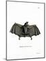 Spectral Bat-null-Mounted Giclee Print