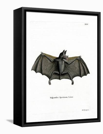 Spectral Bat-null-Framed Stretched Canvas