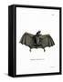 Spectral Bat-null-Framed Stretched Canvas