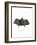 Spectral Bat-null-Framed Giclee Print