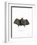 Spectral Bat-null-Framed Giclee Print