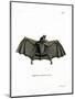 Spectral Bat-null-Mounted Giclee Print