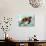 Spectrum Sea Turtle-Lanre Adefioye-Giclee Print displayed on a wall