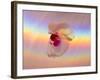 Spectrum-Charles Bowman-Framed Photographic Print