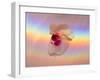 Spectrum-Charles Bowman-Framed Photographic Print