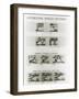 Speech Patterns-Science Source-Framed Giclee Print