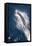 Speed of Pacific White-Sided Dolphin (Lagenorhynchus Obliquidens)-Stephen Frink-Framed Stretched Canvas