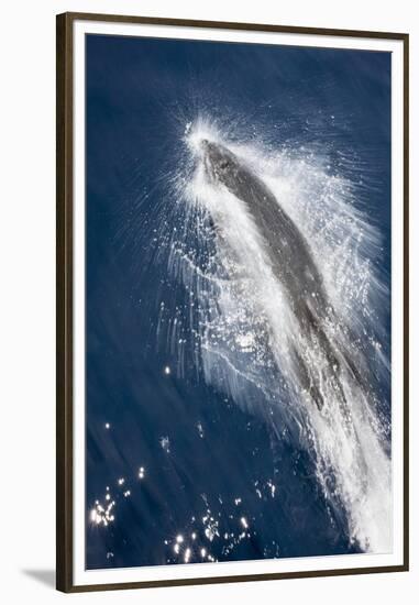 Speed of Pacific White-Sided Dolphin (Lagenorhynchus Obliquidens)-Stephen Frink-Framed Premium Photographic Print