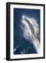 Speed of Pacific White-Sided Dolphin (Lagenorhynchus Obliquidens)-Stephen Frink-Framed Photographic Print