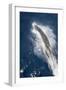 Speed of Pacific White-Sided Dolphin (Lagenorhynchus Obliquidens)-Stephen Frink-Framed Photographic Print