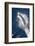 Speed of Pacific White-Sided Dolphin (Lagenorhynchus Obliquidens)-Stephen Frink-Framed Photographic Print