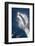 Speed of Pacific White-Sided Dolphin (Lagenorhynchus Obliquidens)-Stephen Frink-Framed Photographic Print