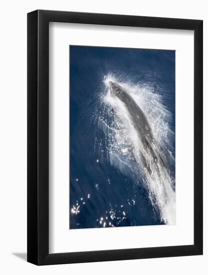 Speed of Pacific White-Sided Dolphin (Lagenorhynchus Obliquidens)-Stephen Frink-Framed Photographic Print