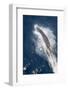 Speed of Pacific White-Sided Dolphin (Lagenorhynchus Obliquidens)-Stephen Frink-Framed Photographic Print