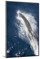 Speed of Pacific White-Sided Dolphin (Lagenorhynchus Obliquidens)-Stephen Frink-Mounted Photographic Print