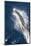 Speed of Pacific White-Sided Dolphin (Lagenorhynchus Obliquidens)-Stephen Frink-Mounted Photographic Print
