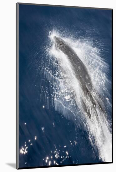 Speed of Pacific White-Sided Dolphin (Lagenorhynchus Obliquidens)-Stephen Frink-Mounted Photographic Print