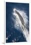 Speed of Pacific White-Sided Dolphin (Lagenorhynchus Obliquidens)-Stephen Frink-Framed Photographic Print