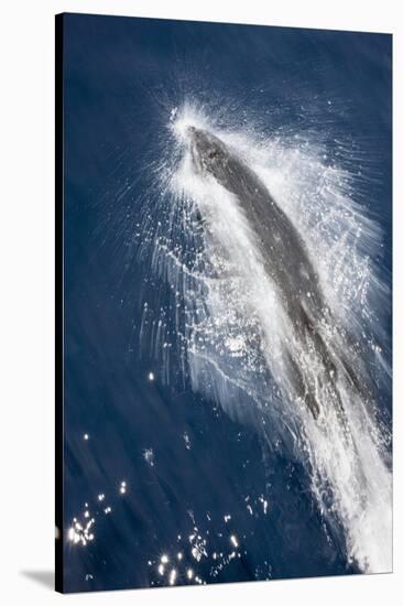 Speed of Pacific White-Sided Dolphin (Lagenorhynchus Obliquidens)-Stephen Frink-Stretched Canvas