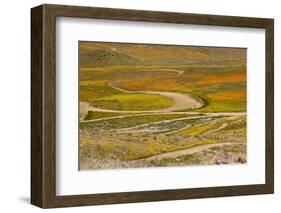 Speed track through mass of wildflower, damage to grassland habitat, Southern California-Bob Gibbons-Framed Photographic Print