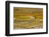 Speed track through mass of wildflower, damage to grassland habitat, Southern California-Bob Gibbons-Framed Photographic Print