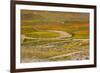 Speed track through mass of wildflower, damage to grassland habitat, Southern California-Bob Gibbons-Framed Photographic Print